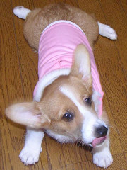 Resize of PICT0885a_thumb.jpg